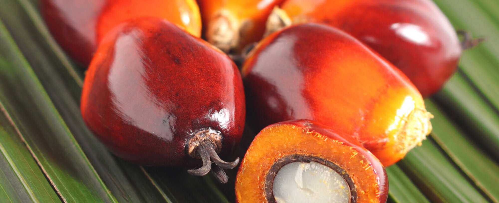 The Origin counts: Sustainable Cosmetic Products with Palm Kernel Oil